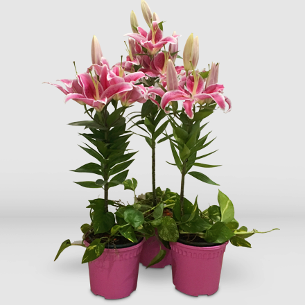 Three pots of stargazers