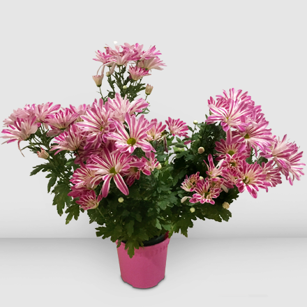 Potted Seasonal Multi-stems Lavender Mums