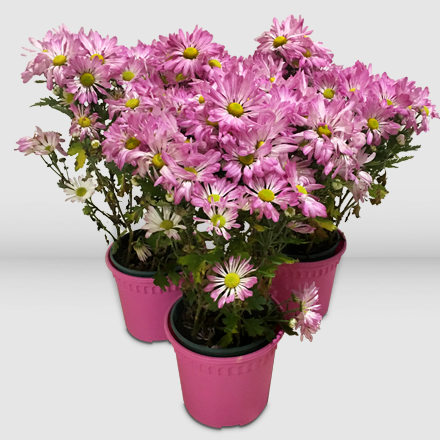 Three pots of lavender mums