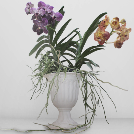 Two pots of vanda plants