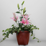 Lipstick Firn with one stem Stargazers cut flower