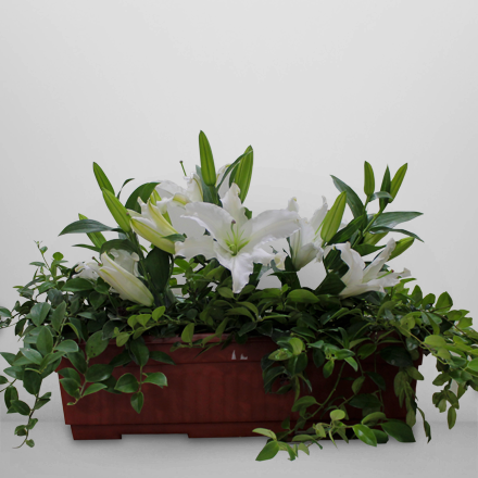 Three pots of lipstick firn with three stem cut of casa blanca