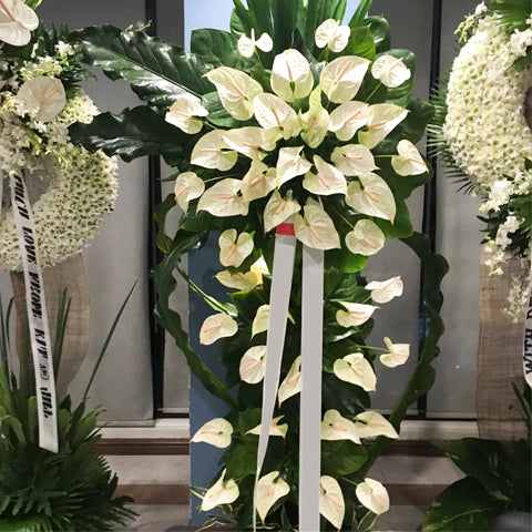 Thirty-six premium extra large anthuriums sympathy arrangement