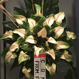 Twenty-four premium greenish large anthuriums