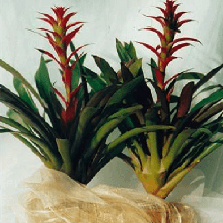 Potted Bromeliad