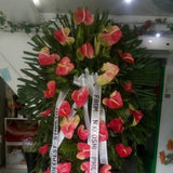 Colored 36 XL Anthuriums