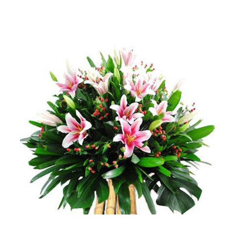 Inaugural Stand of Stargazers