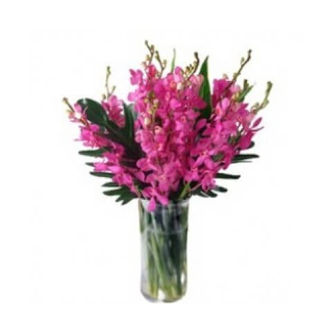 Orchids purple or white dendrobium