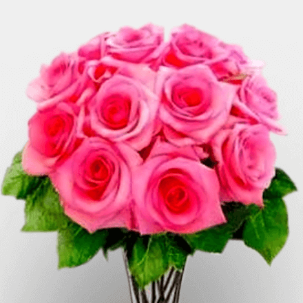 Vase of twelve pink world's best Ecuador roses