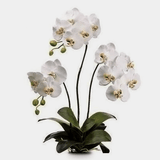 Vase of three stems of Phalaenopsis plant