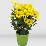 Potted Yellow Mums