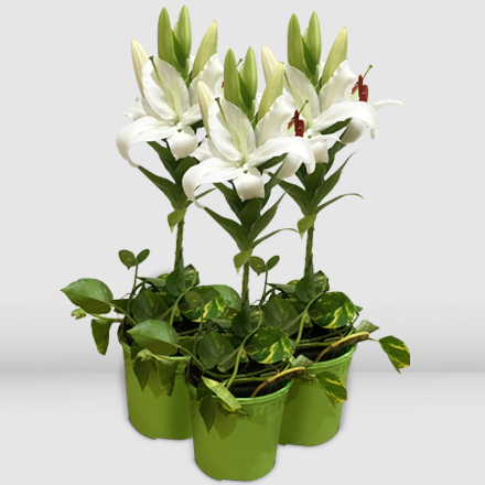 Three pots of casa blanca lily