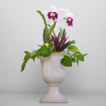Cattleya orchid plants